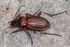 Carabus auratus